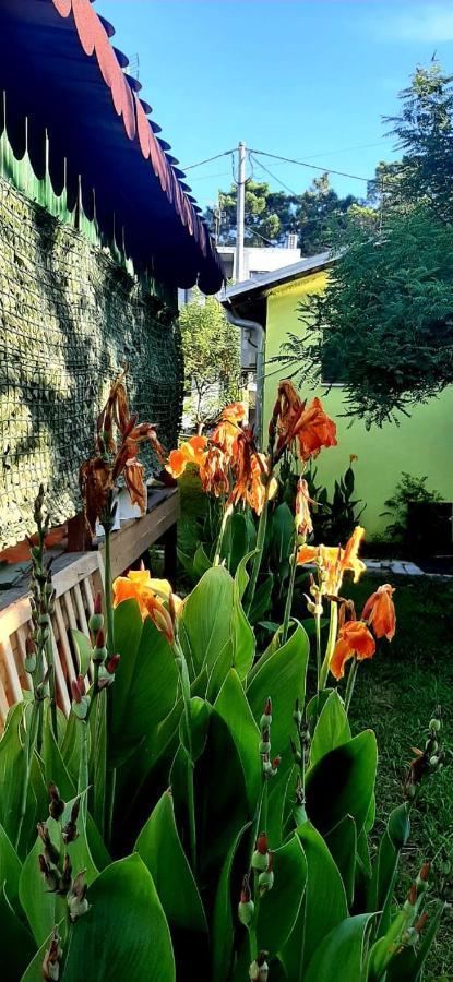Apartament Kolonia E Artistave Velipojë Zewnętrze zdjęcie